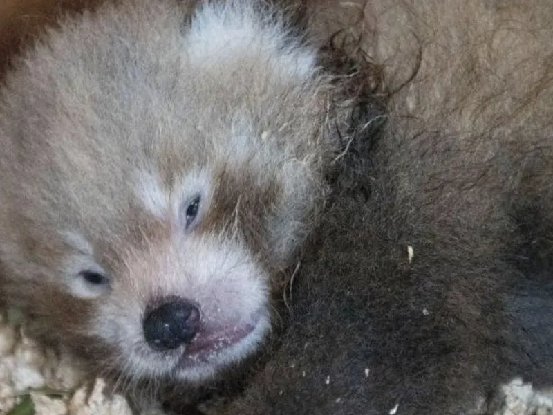 Nació un panda rojo