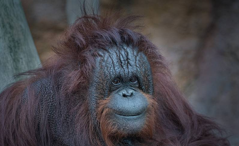 La orangutana que se volvió viral