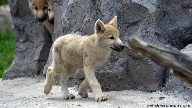 Clonaron a un ejemplar de lobo salvaje ártico