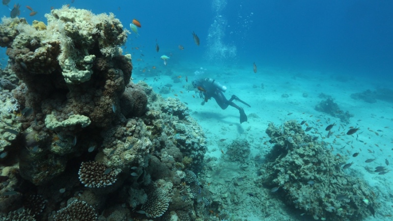 La mitad de los arrecifes puede sufrir condiciones de extinción en 2035