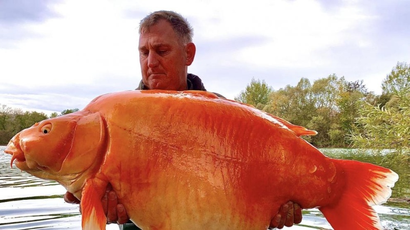 Logró pescar al pez dorado más grande del mundo y después lo devolvió