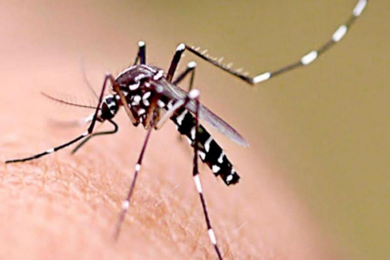 Tres casos de dengue autóctono en Argentina
