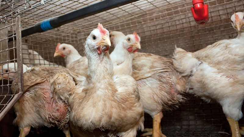 Detectaron casos positivos de gripe aviar en dos provincias más