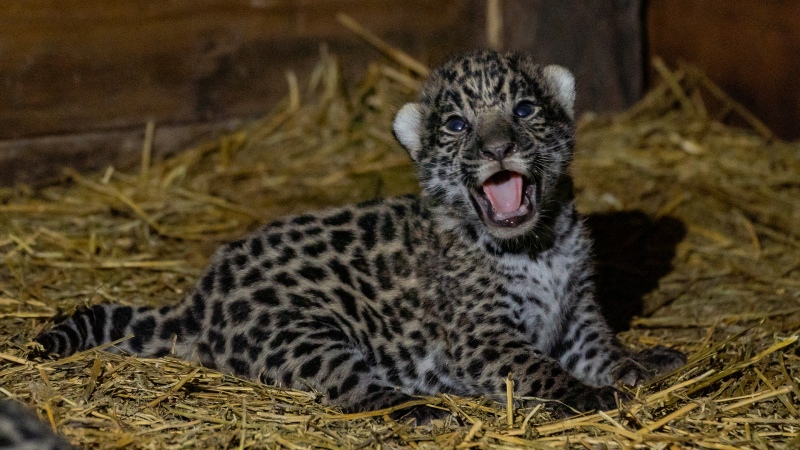 Nacieron dos yaguaretés y crece la posibilidad de salvar la especie