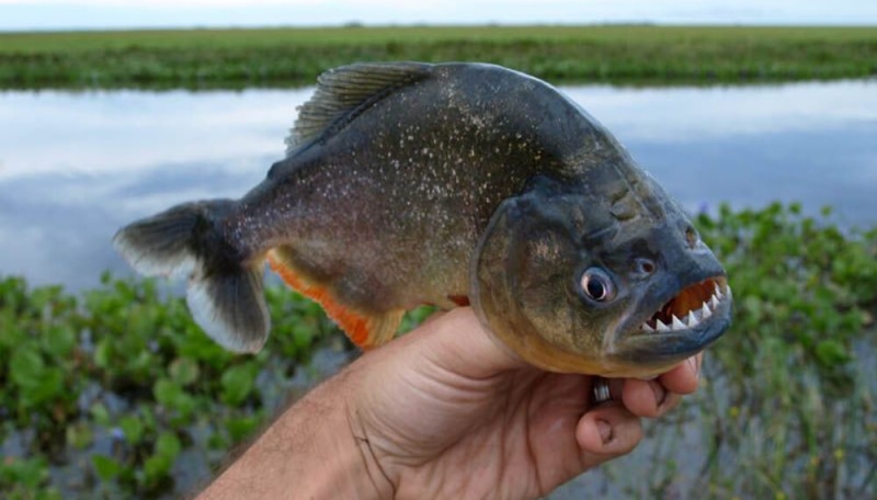 Volvieron los ataques de las palometas en Santa Fe