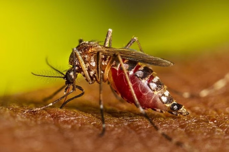 Detectaron el primer caso de chikungunya en Rosario