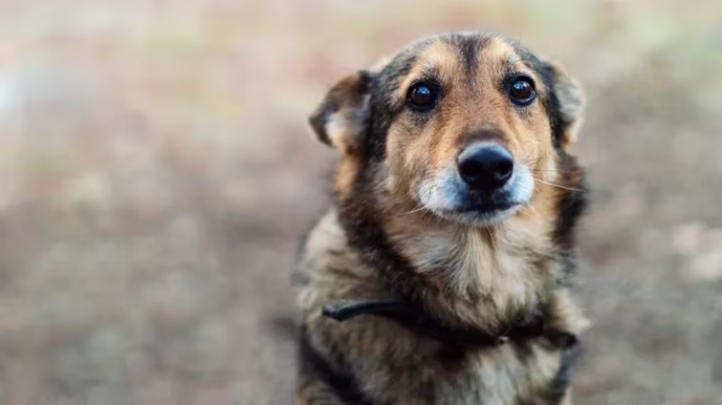Conmoción en Brasil: encontraron más de 40 perros muertos en una ruta