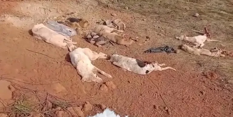 Conmoción en Brasil: encontraron más de 40 perros muertos en una ruta