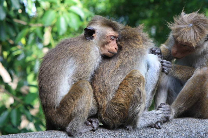 Venderán 100 mil monos en peligro de extinción a una empresa china