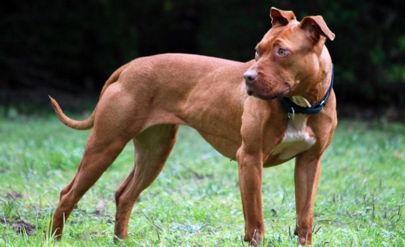 Salió a caminar y lo atacó un pitbull