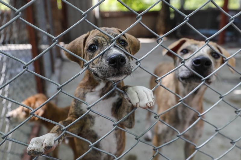 Casi un 3% de los perros y gatos en España son abandonados