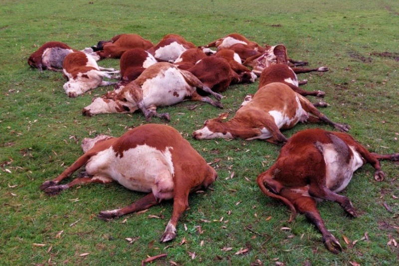 Murieron 200 vacas súbitamente en Entre Ríos: investigan los motivos