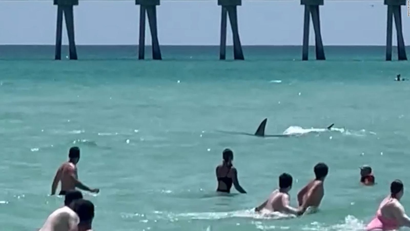Apareció un tiburón en una playa de Florida colmada de gente: el video