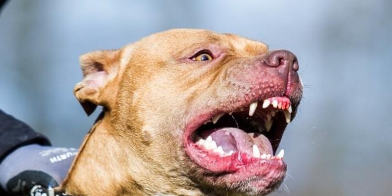 Misiones: Una mujer en situación de calle murió tras ser atacada por tres perros Pitbull