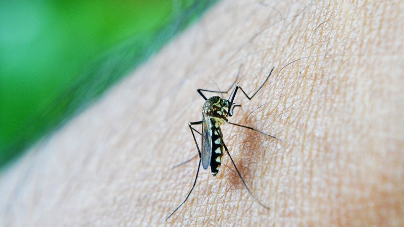 ¿Cuáles son los principales síntomas del Dengue?