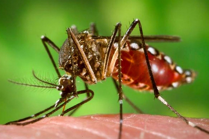 Alerta por Dengue: las nuevas recomendaciones para prevenirlo
