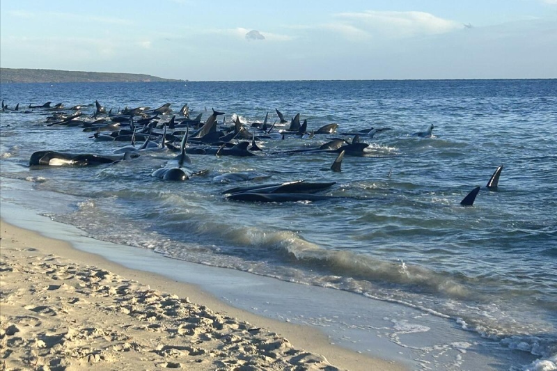 Más de 150 ballenas quedaron varadas en una playa de Australia: el video