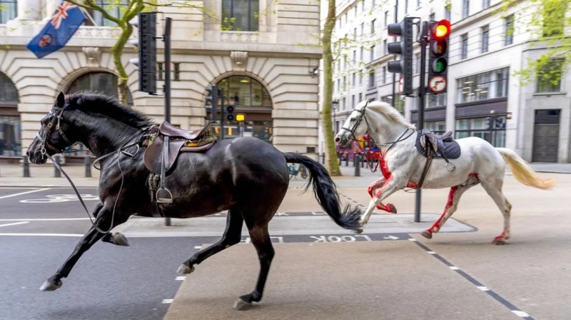 Caballos de la Guardia Real se escaparon y corrieron por el centro de Londres