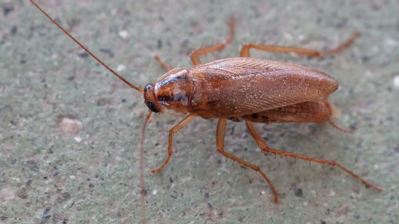 ”Cucarachas” mutantes en España: ¿De qué se trata?
