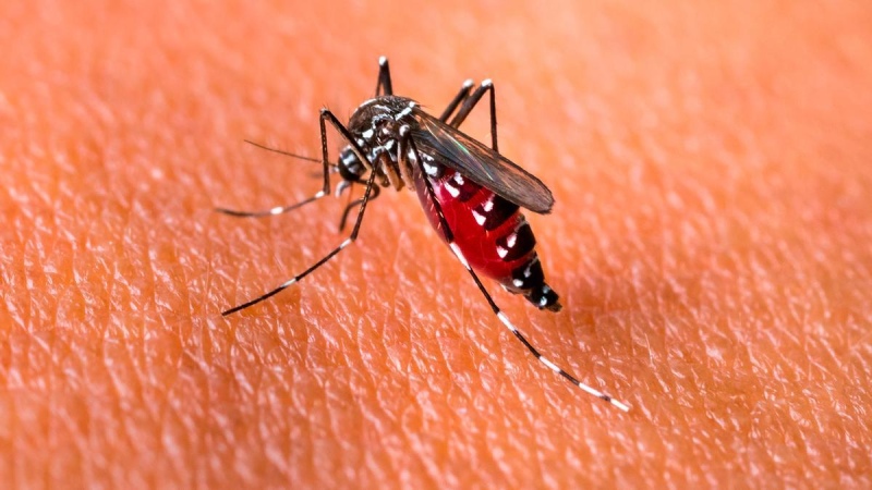 Dengue en Argentina: ¿Qué factores pueden causar la muerte en menores de 40?