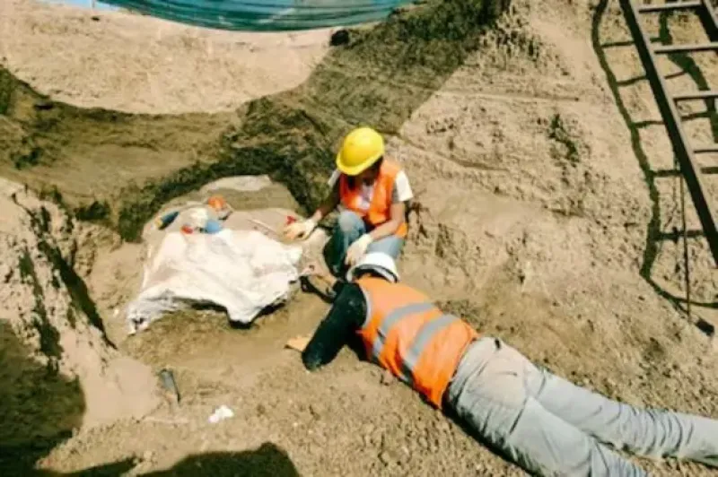 Descubren restos de un perezoso terrestre gigante en Mar del Plata